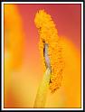 day_lily_13
