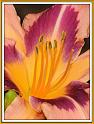 day_lily_14