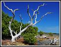 dead_tree_small