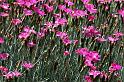 dianthus