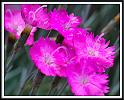 dianthus_10
