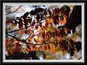 dogwood2