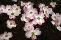 dogwood3