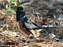 eastern_towhee