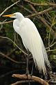 egret_1