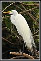 egret_2