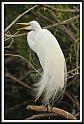 egret_3