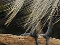 egret_crop