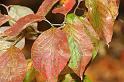 fall_05