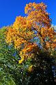 fall_11