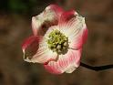 flower01