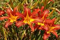 flower02