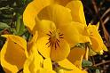 flower04