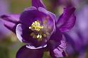 flower06