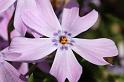 flower07