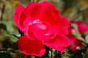 flower08