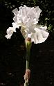 flower09