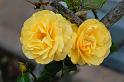 flower1