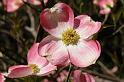 flower102