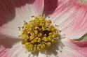 flower103