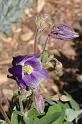 flower104