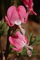 flower105