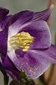 flower106