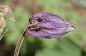 flower107