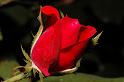 flower11