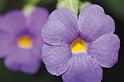 flower13