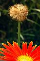 flower_10