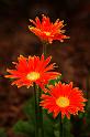 flower_11