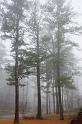 fog_1