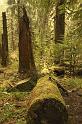 forest_1