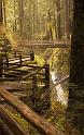 forest_2