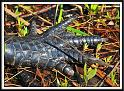 gator_foot