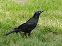 grackle