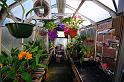 greenhouse