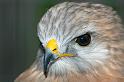 hawk