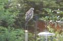 hawk_1