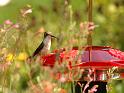 hummer_13