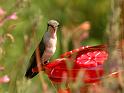 hummer_14