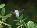 hummer_15