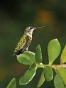 hummer_16
