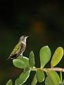 hummer_17