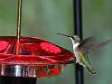 hummer_25