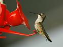 hummingbird_10