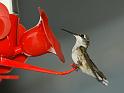 hummingbird_11
