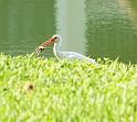 ibis