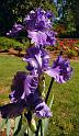 iris